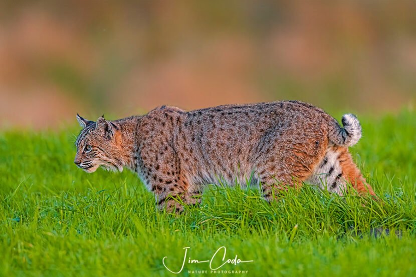 Photo of a male bobcat stalking a gopher at Point Reyes National Seashore.