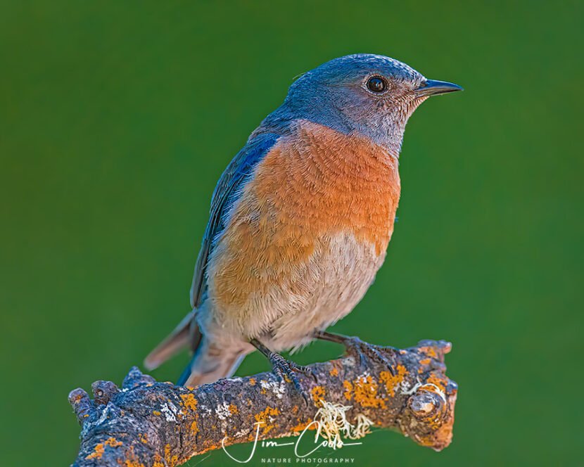 Photo of a male western bluebird on a broken branch.