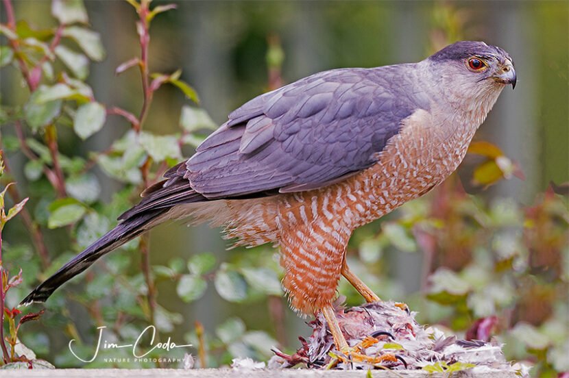 This is a photo of a Cooper's Hawk with the remains of a small bird it had killed.