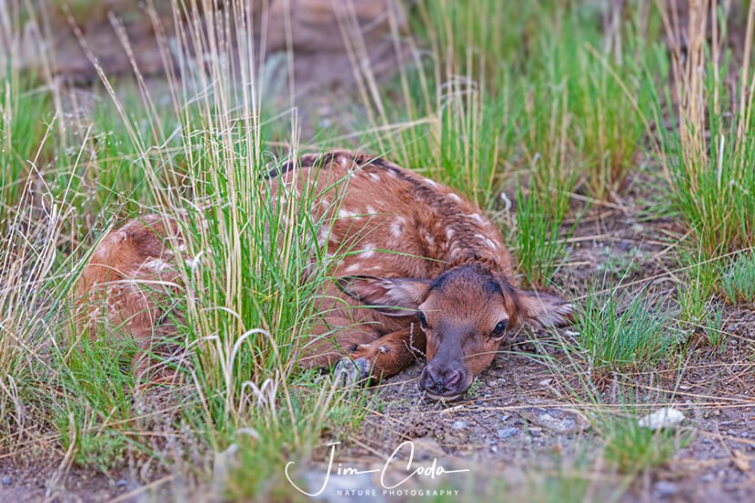 Photo of a very young elk calf hiding from predators.