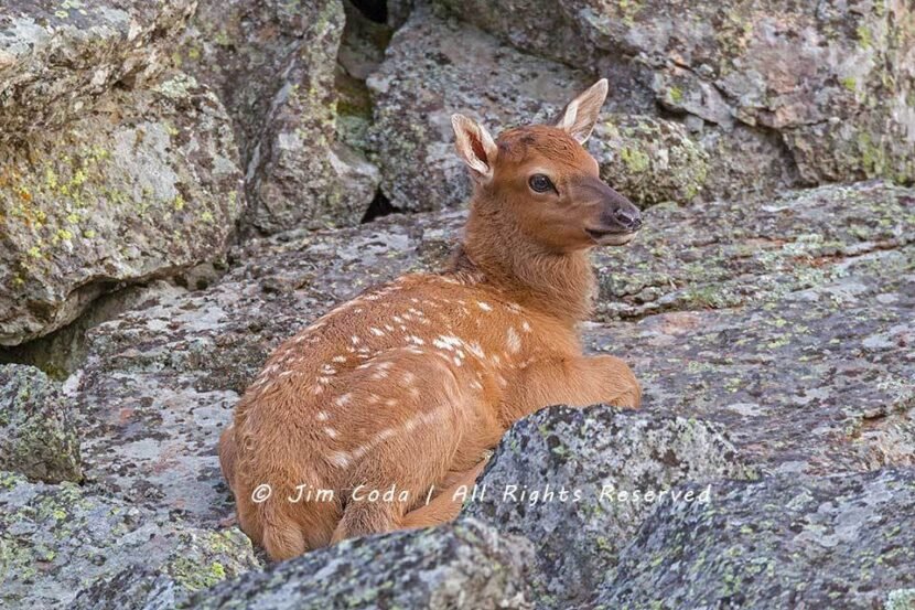 Photo of an elk calf less that one day old lying along the Madison River in Yellowstone National Park.