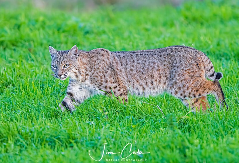 Photo of a bobcat hunting.