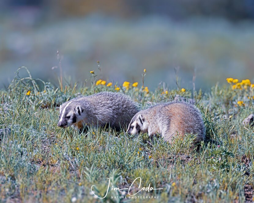 Photo of two badger cubs taken several days after their mother was hit by a vehicle and managed to crawl back to the den with a broken leg and possible other injuries.
