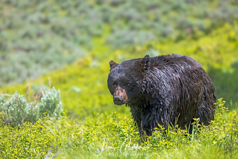 Photo of a soaking-wet black bear after it swam across a pond.