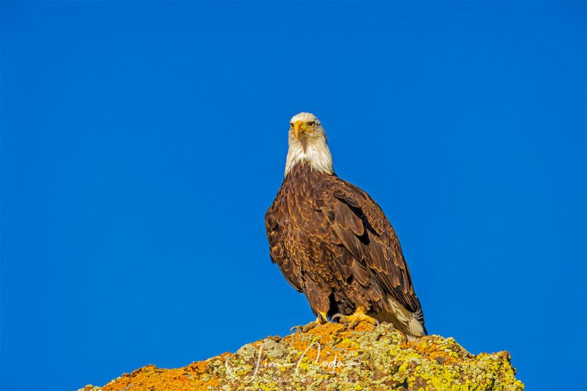 This is a photo of an adult bald eagle perched on a large rock in Yellowstone National Park.