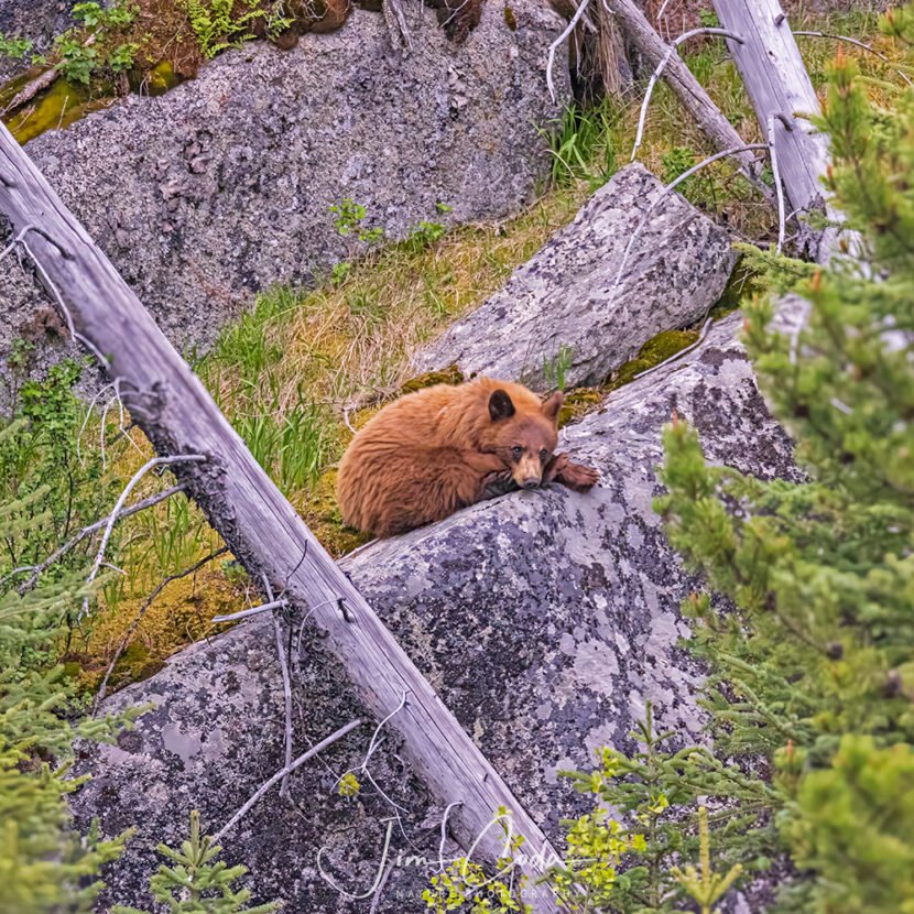 This is a photo of a cinnamon-colored black bear resting on a rock outcrop in Yellowstone National Park.