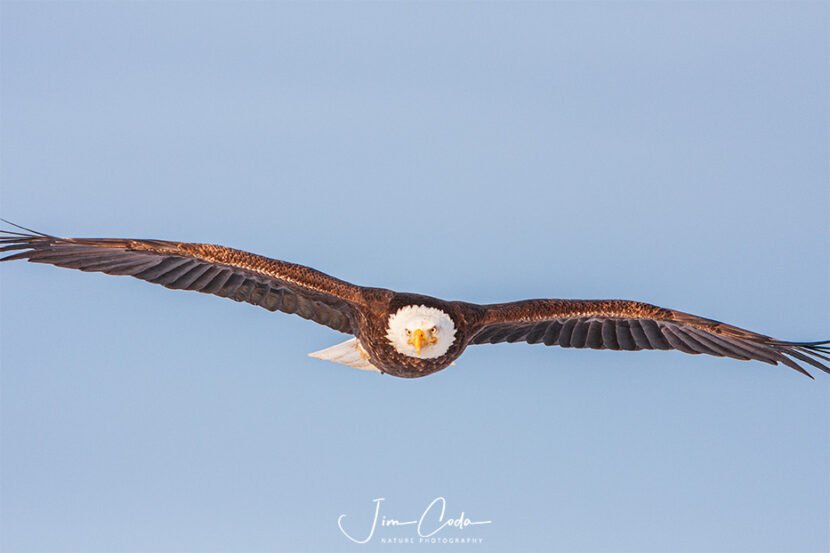 Photo of a bald eagle whose wings I clipped by not zooming out with my lens. Thus I seemed too close.