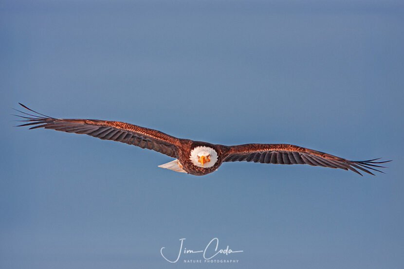 This is a photo of a bald eagle whose clipped wings were restored in Photoshop.