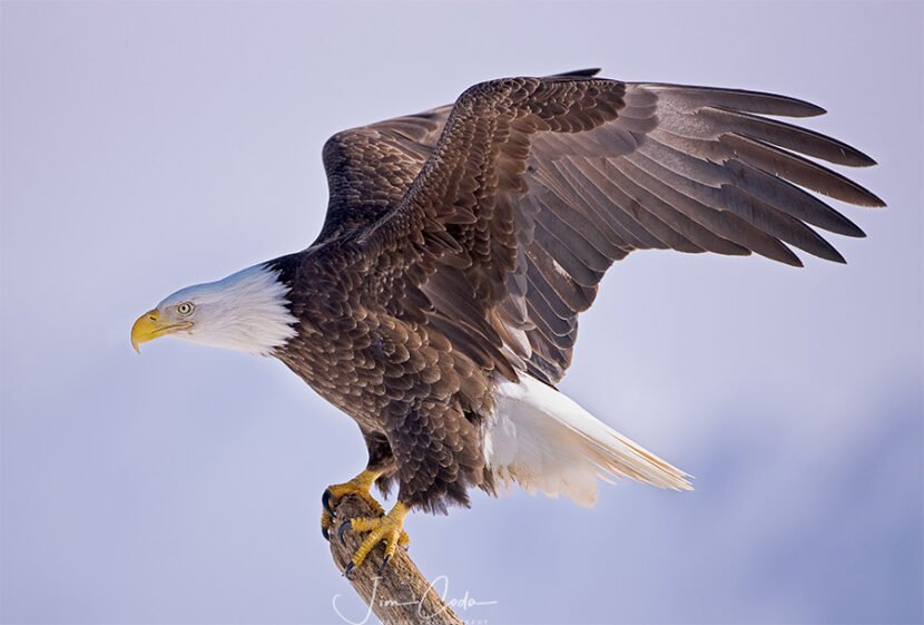 This is a photo of a bald eagle on a limb with raised wings.