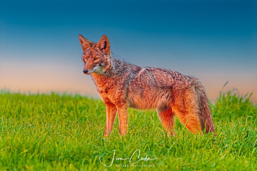 This is a photo of a coyote facing the setting sun at Point Reyes National Seashore.