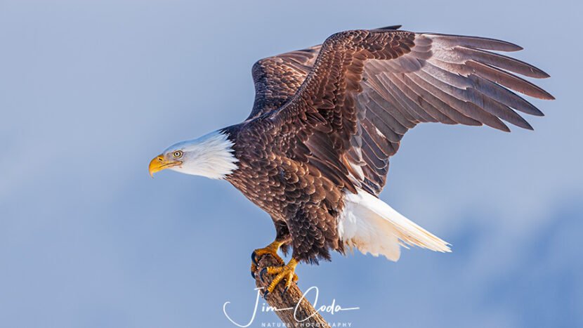 This is a photo of a bald eagle with wings upright ready to take off.