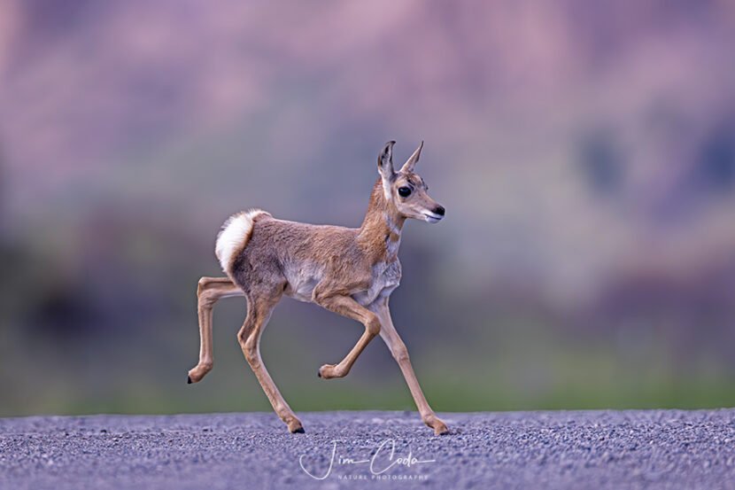 This is a photo of a pronghorn fawn walking across a gravel road.