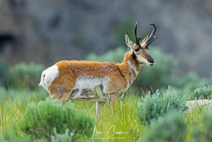 This is a photo of a pronghorn buck near the town of Gardiner.