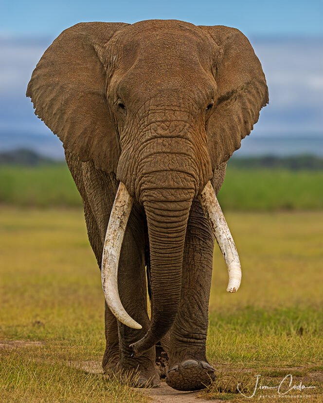 This is a photo of a bull elephant walking toward the camera.