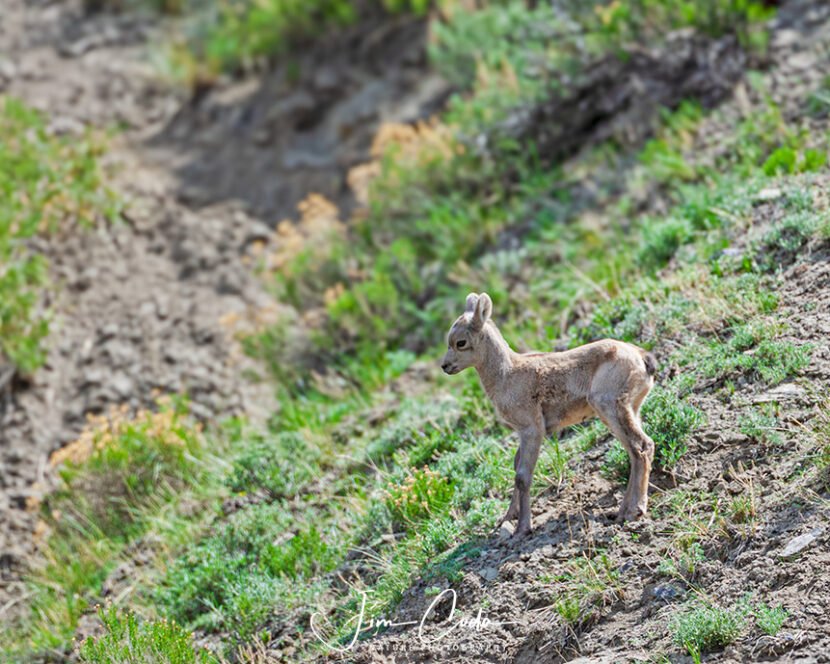 This is a photo of a very young bighorn sheep lamb on the slopes of Mount Everts. This photo was taken before the big flood when it was easy to get to the area.