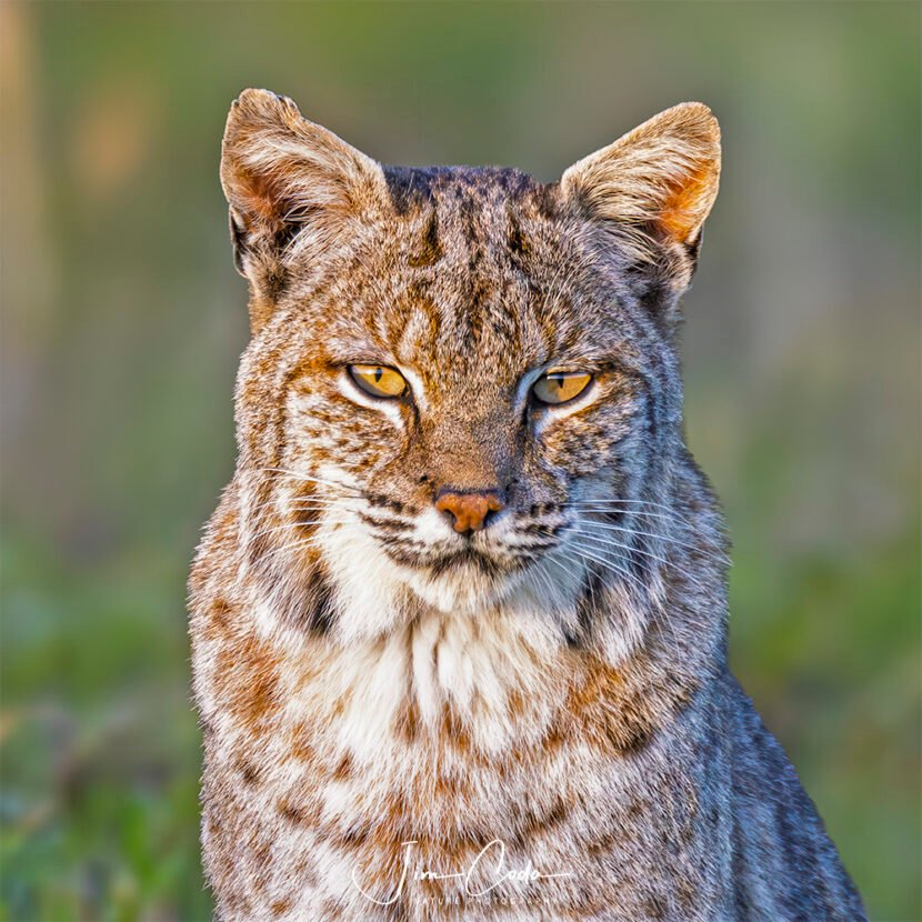 TThis is a portrait photo of a bobcat taken in Point Reyes National Seashore.