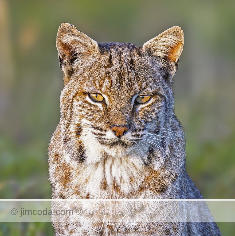 This is a portrait photo of a bobcat taken in Point Reyes National Seashore.