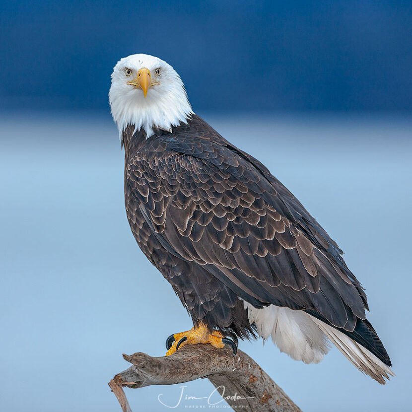 This is a photo of a bald eagle at Homer, Alaska
