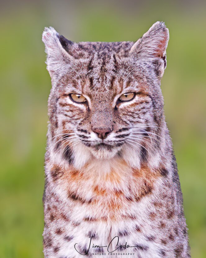 This is a portrait photo of a male bobcat sitting and staring at the camera.