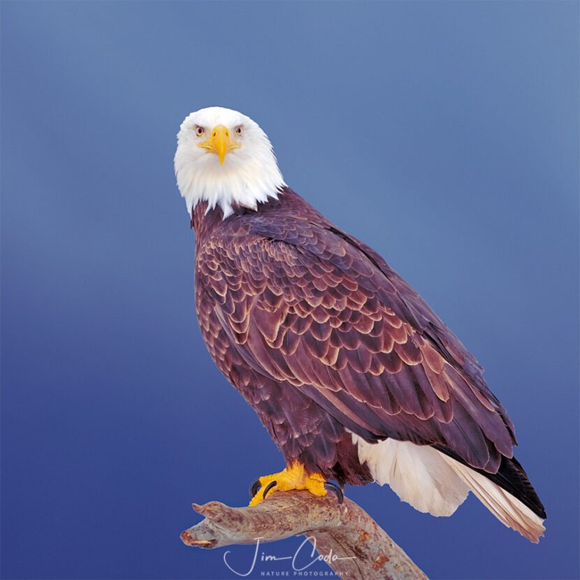 This is a photo of a bald eagle in Homer, Alaska, taken with a strobe light.