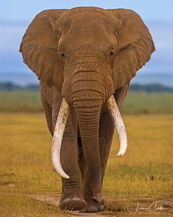 This is a photo of a bull elephant walking toward the camera in Amboseli National Park, Kenya.