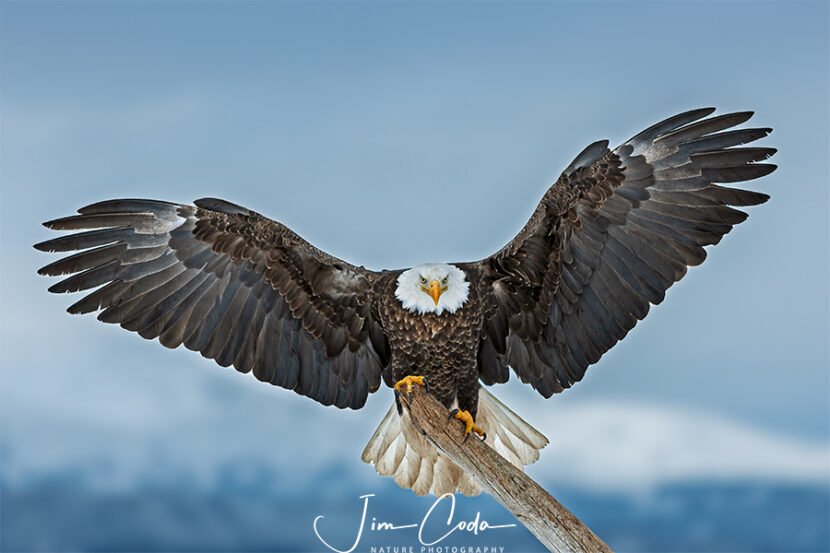 This is a photo of a bald eagle landing on a snag on Homer Spit.