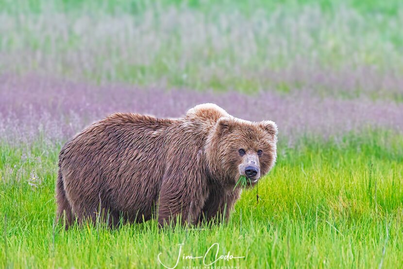 This is a photo of a brown bear eating sedge grass at Silver Salmon Creek in Lake Clark National Park, Alaska.