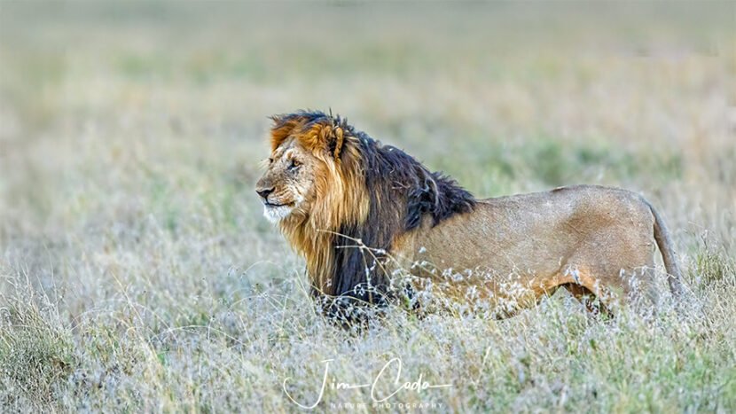 Photo of a mature male lion in the Serengeti savannah.