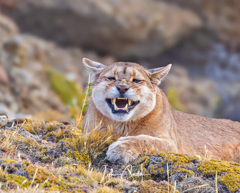 Photo of a puma finishing a yawn.