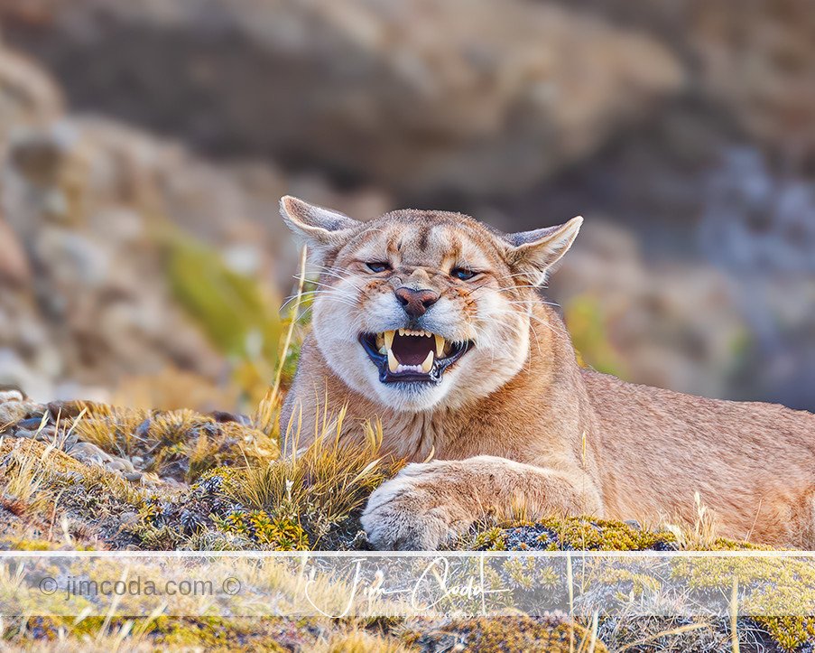 Photo of a puma finishing a yawn.