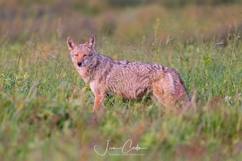 This is a photo of a coyote taken at sunset while it was looking in the direction of the camera.