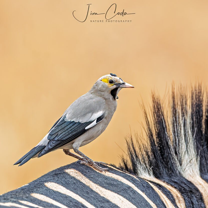Photo of a gray and black bird with a yellow eye-patch perched on the back of a zebra.