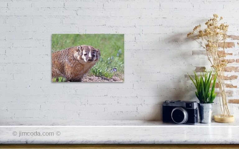 A badger stops hunting to pose for its portrait.