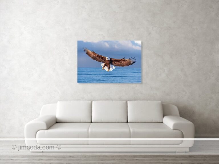 16-bald-eagle-alaska-jim-coda (2)