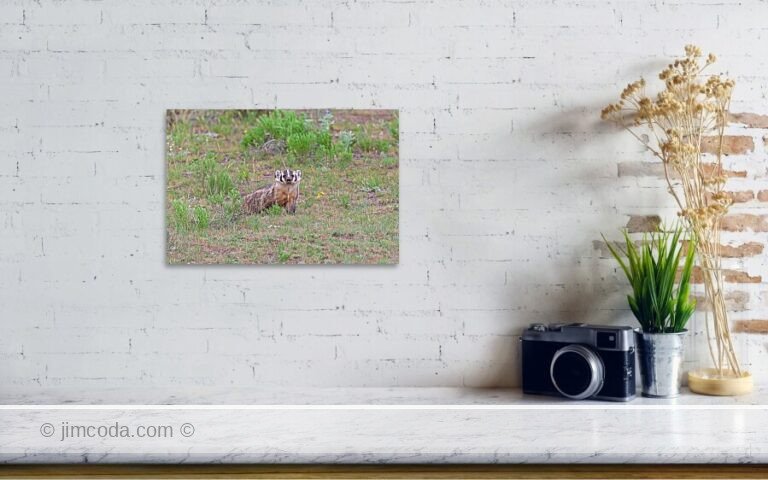A badger hunts for food in Yellowstone National Park.
