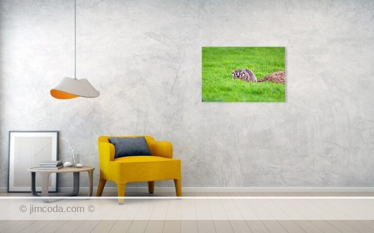 A badger hunts for gophers in Point Reyes National Seashore.