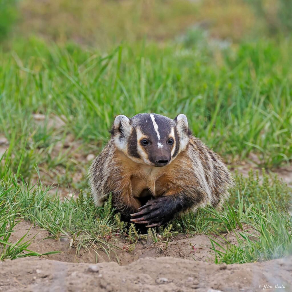 A mother badger walks back to the den in Yellowstone National Park.