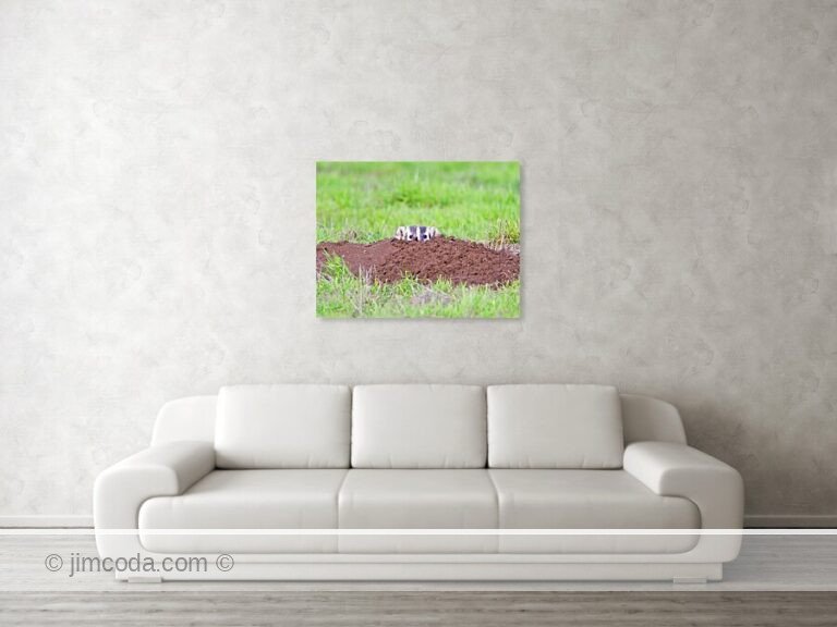 A badger peeks from its burrow in Point Reyes National Seashore.