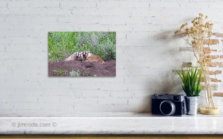 A badger mom and her cub pose for the camera in Yellowstone National Park.