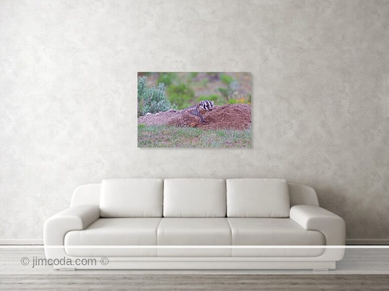 A badger mom stays near her den in Yellowstone National Park.