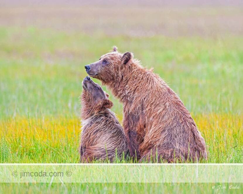 A brown bear cub looks up at its mom at Silver Salmon Creek.