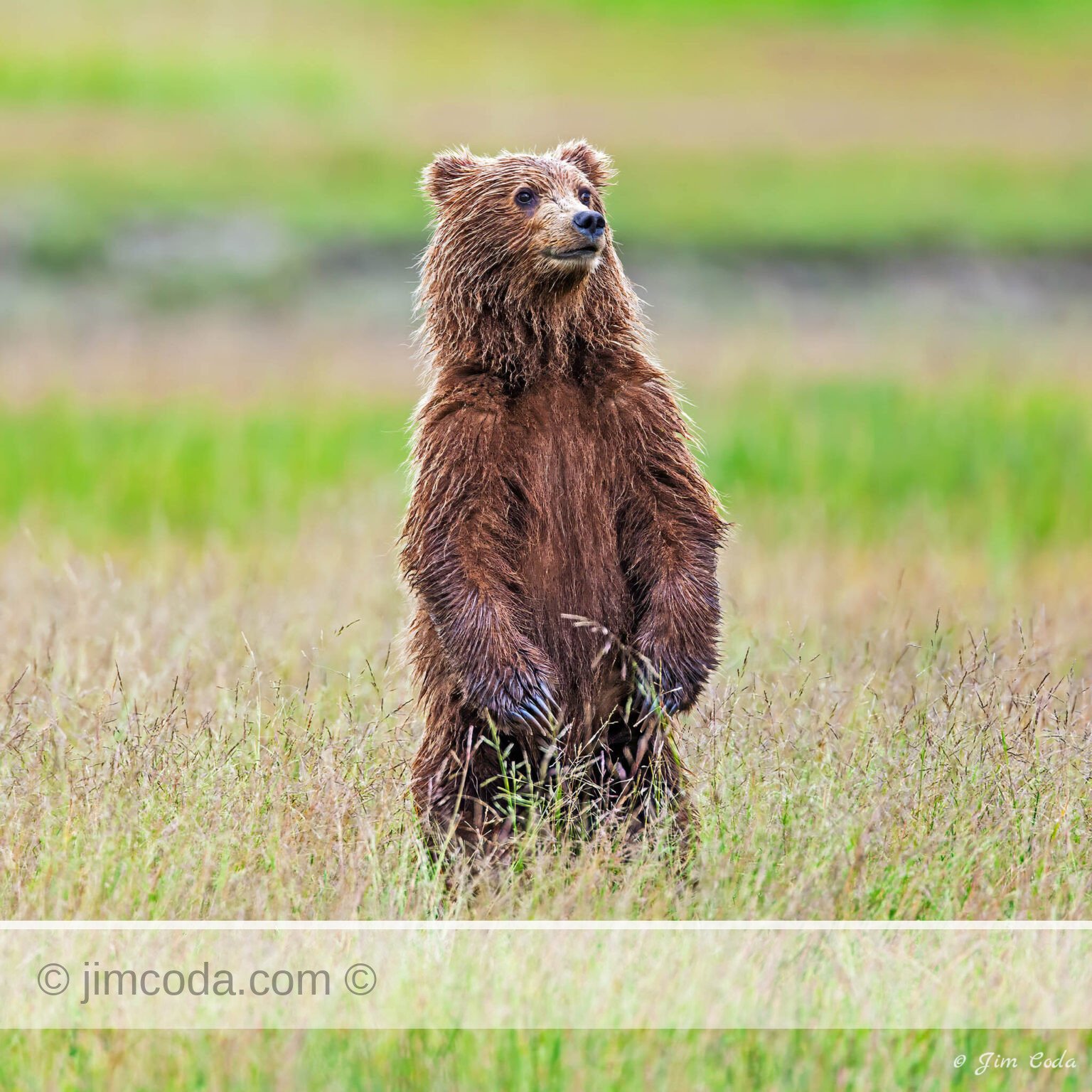 An orphaned brown bear cub stands for a better view in Lake Clark National Park.