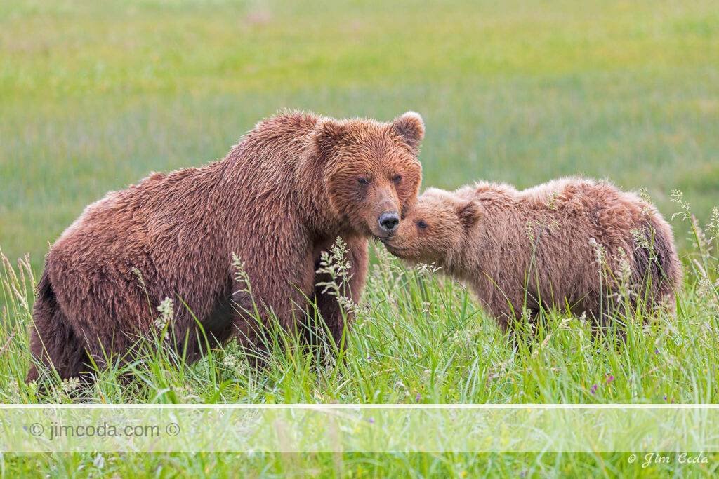 A brown bear sow and cub nuzzle near Silver Salmon Creek in Lake Clark National Park.