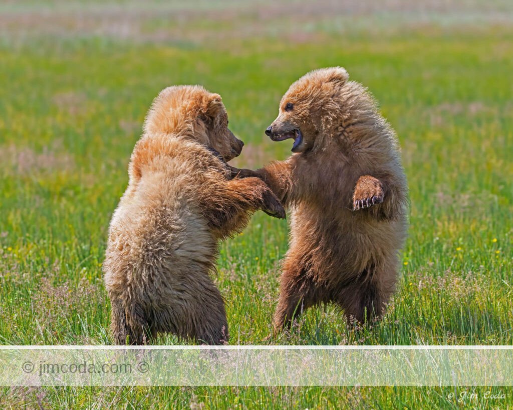 Two sibling brown bear cubs play-fight at Silver Salmon Creek in Lake Clark National Park .
