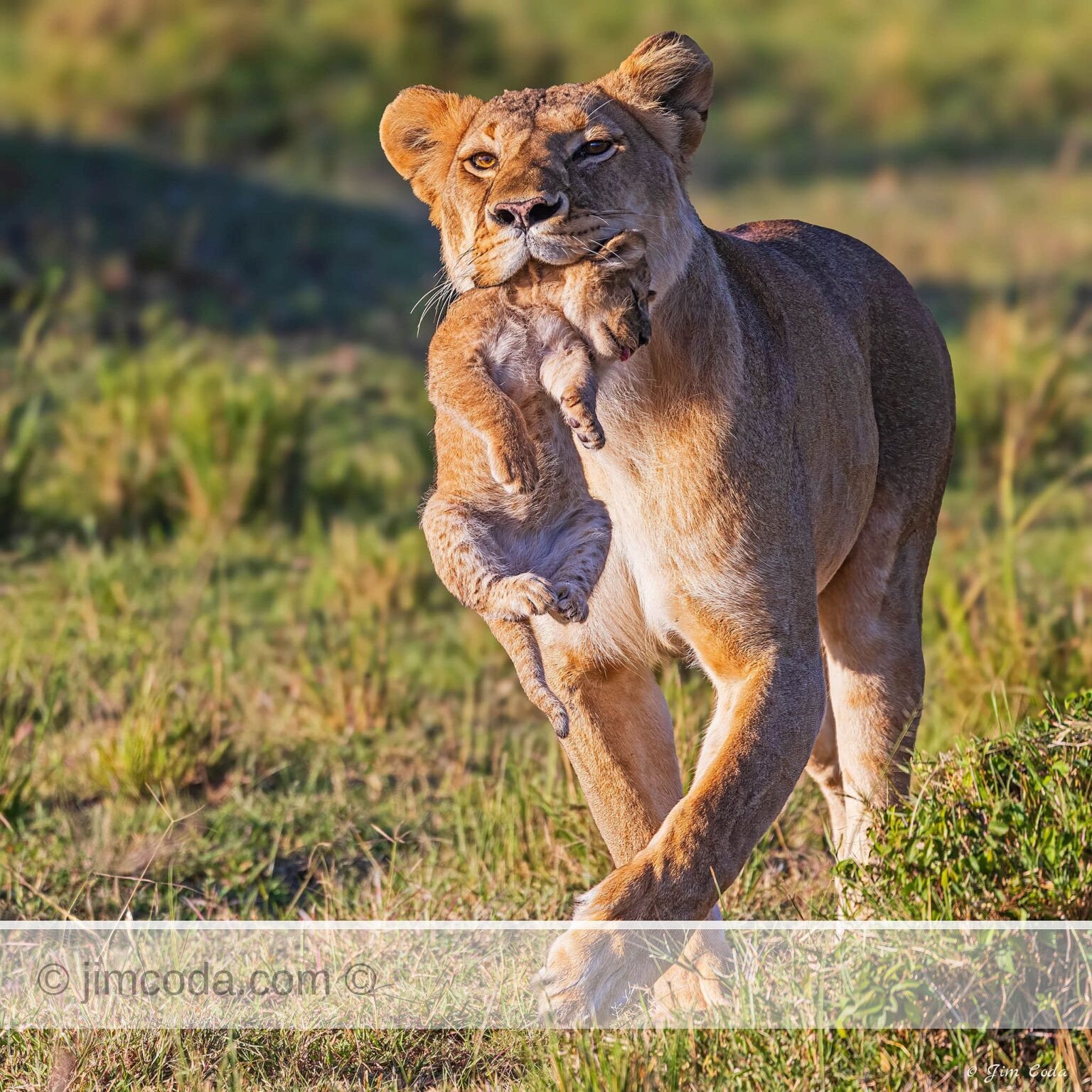 A lioness carries one of her cubs to a new den in Kenya.