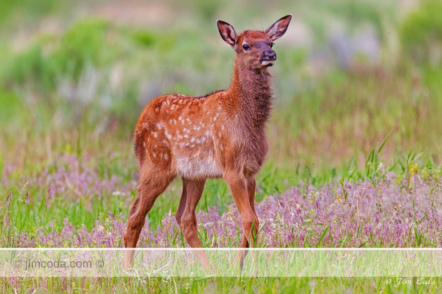 An elk calf stops for a moment in a meadow full of wildflowers near Mammoth in Yellowstone National Park.