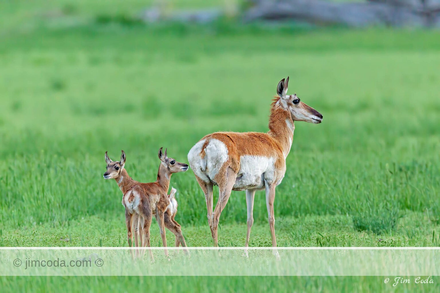 A pronghorn doe and her two fawns pause for a moment.