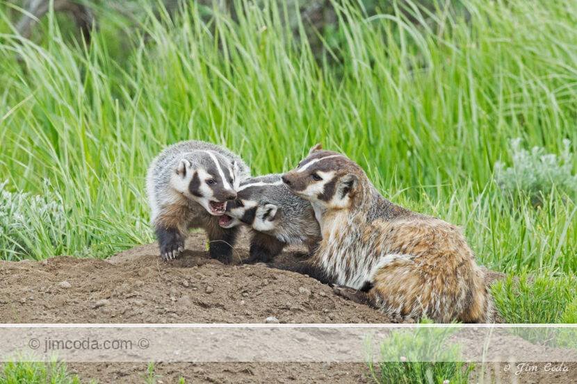 Two badger cubs play-fight as mom looks on in Yellowstone National Park.