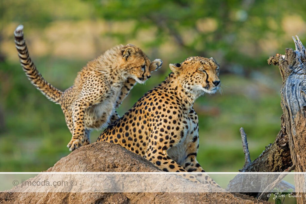 A cheetah cub plays with its mother in the Il Kinyei Conservancy, Kenya.