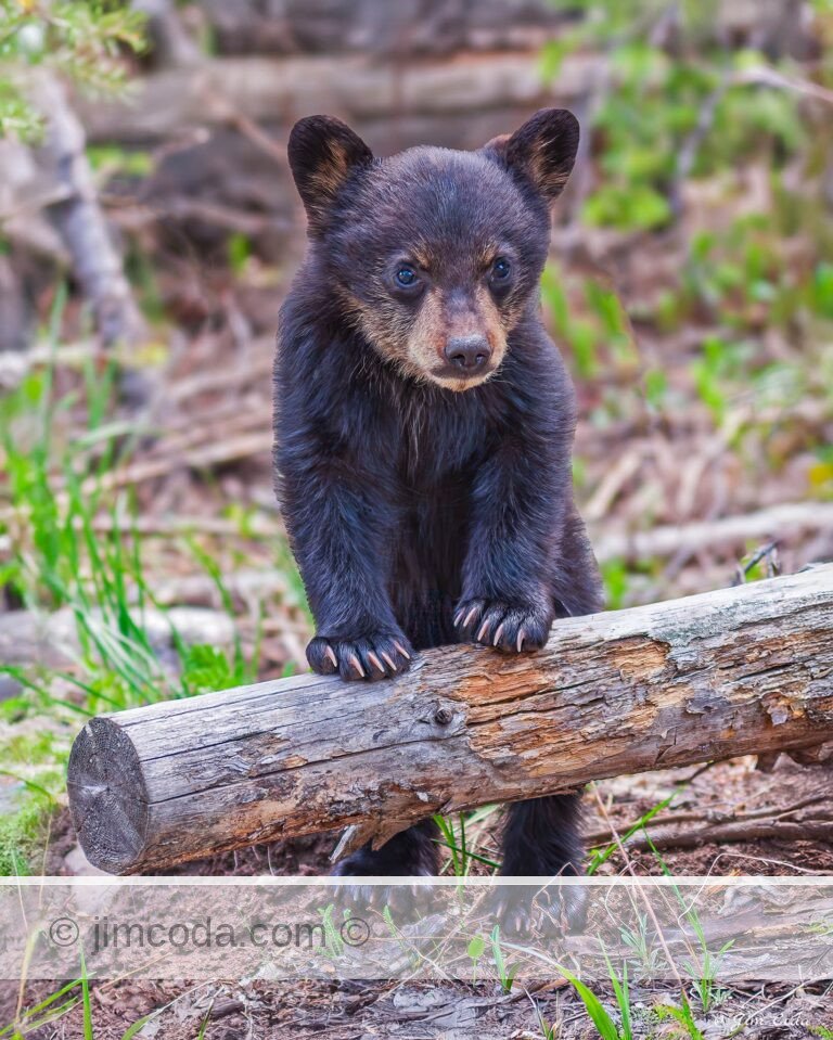 A football-size spring cub stands for a better view in Yellowstone National Park.